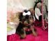 Yorkshire Terrier Puppies for sale in Latham, NY 12110, USA. price: NA
