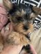 Yorkshire Terrier Puppies for sale in Brockton, Massachusetts. price: $1,650