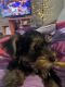 Yorkshire Terrier Puppies for sale in Murfreesboro/ E. of.Nashville, Tennessee. price: $1,200