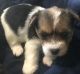 Yorkshire Terrier Puppies for sale in Cleveland, OH, USA. price: $600