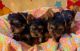 Yorkshire Terrier Puppies for sale in New York, New York. price: $500