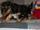 Yorkshire Terrier Puppies for sale in Lake Los Angeles, California. price: $500