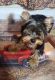 Yorkshire Terrier Puppies for sale in Uniontown, Pennsylvania. price: $1,100
