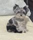 Yorkshire Terrier Puppies for sale in Perris, California. price: $2,500