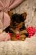 Yorkshire Terrier Puppies for sale in Millington, Michigan. price: $1,300