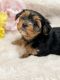 Yorkshire Terrier Puppies for sale in Denair, California. price: $1,500
