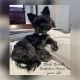 Yorkshire Terrier Puppies for sale in Romsey, Victoria. price: $4,000