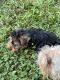 Yorkshire Terrier Puppies for sale in Covington, Georgia. price: $1,000