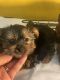 Yorkshire Terrier Puppies for sale in 15800 Arbury St, Hesperia, CA 92345, USA. price: $1,500