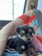 Yorkshire Terrier Puppies for sale in Friona, Texas. price: $900