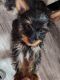Yorkshire Terrier Puppies for sale in Hudson, Florida. price: NA