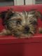 Yorkshire Terrier Puppies for sale in Victorville, California. price: $700