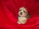 Yorkshire Terrier Puppies for sale in Lancaster, CA, USA. price: NA