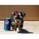 Yorkshire Terrier Puppies for sale in Goshen, IN, USA. price: NA