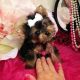 Yorkshire Terrier Puppies for sale in Onamia, MN 56359, USA. price: NA