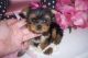 Yorkshire Terrier Puppies for sale in Daga, Bhutan. price: NA