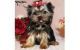 Yorkshire Terrier Puppies for sale in Lancaster, CA, USA. price: $250