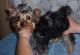 Yorkshire Terrier Puppies for sale in Yarmouth, ME, USA. price: NA
