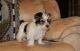 Yorkshire Terrier Puppies for sale in Yarmouth, ME, USA. price: NA