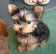 Yorkshire Terrier Puppies for sale in Albertson, NC 28508, USA. price: NA