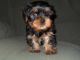 Yorkshire Terrier Puppies for sale in Aulander, NC 27805, USA. price: NA