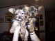 Yorkshire Terrier Puppies for sale in St Pauls, NC 28384, USA. price: NA
