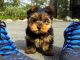 Yorkshire Terrier Puppies for sale in West Palm Beach, FL, USA. price: $450