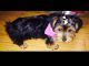 Yorkshire Terrier Puppies for sale in Brooklyn, NY, USA. price: NA