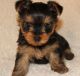 Yorkshire Terrier Puppies for sale in Bagdad, FL 32583, USA. price: NA