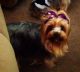 Yorkshire Terrier Puppies for sale in Cape Coral, FL, USA. price: $1,250