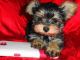 Yorkshire Terrier Puppies for sale in Kailua-Kona, HI, USA. price: $1,500