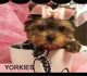 Yorkshire Terrier Puppies for sale in Oakland Park, FL, USA. price: $1,500