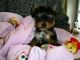 Yorkshire Terrier Puppies for sale in Elizabeth, NJ, USA. price: $335