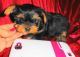 Yorkshire Terrier Puppies for sale in Yountville, CA 94599, USA. price: NA