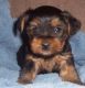 Yorkshire Terrier Puppies for sale in Woodville, CA, USA. price: $390