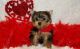 Yorkshire Terrier Puppies for sale in Pembroke, MA, USA. price: $390