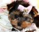 Yorkshire Terrier Puppies for sale in Honomu, HI 96728, USA. price: NA