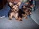 Yorkshire Terrier Puppies for sale in Sterling Heights, MI, USA. price: NA