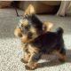 Yorkshire Terrier Puppies for sale in Pembroke Pines, FL, USA. price: $200