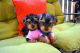 Yorkshire Terrier Puppies for sale in Delaware, AR 72835, USA. price: $300
