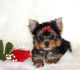 Yorkshire Terrier Puppies for sale in Addison, ME, USA. price: NA