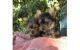 Yorkshire Terrier Puppies for sale in Santa Clara, NM, USA. price: NA