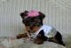 Yorkshire Terrier Puppies for sale in Texas, USA. price: NA