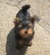 Yorkshire Terrier Puppies for sale in Buffalo, WY 82834, USA. price: NA
