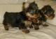 Yorkshire Terrier Puppies for sale in Alderson, WV 24910, USA. price: NA
