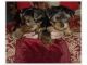 Yorkshire Terrier Puppies for sale in Bridport, VT, USA. price: NA