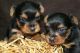 Yorkshire Terrier Puppies for sale in Chattanooga, TN, USA. price: NA