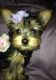 Yorkshire Terrier Puppies for sale in Camden, TN, USA. price: NA