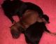 Yorkshire Terrier Puppies for sale in Spokane, WA, USA. price: $450