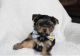 Yorkshire Terrier Puppies for sale in Vallejo, CA, USA. price: NA